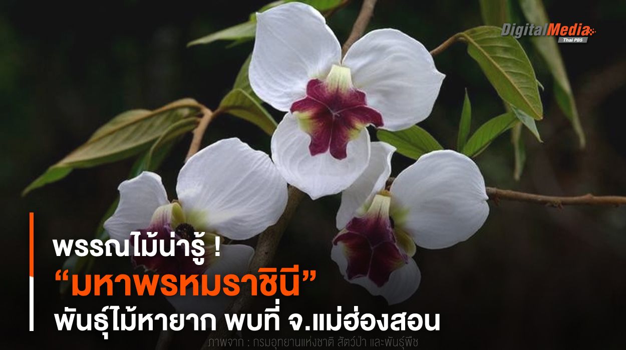 พรรณไม้น่ารู้ ! “มหาพรหมราชินี” พันธุ์ไม้หายาก พบที่ จ.แม่ฮ่องสอน