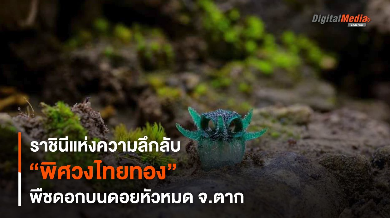 “พิศวงไทยทอง” ราชินีแห่งความลึกลับบนดอยหัวหมด จ.ตาก