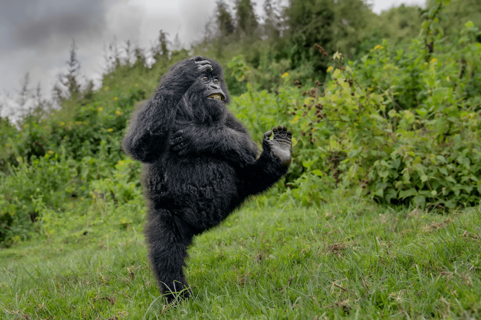 "High Five" ภาพถ่ายที่ชนะรางวัลภาพถ่ายแห่งปี 2025 จาก Comedy Wildlife Photography Awards (Photo : Mark Meth Cohn/Comedy Wildlife)