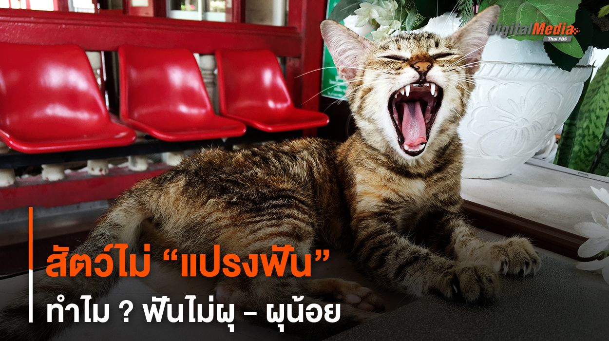 สัตว์ไม่ “แปรงฟัน” ทำไม ? ฟันไม่ผุ - ผุน้อย