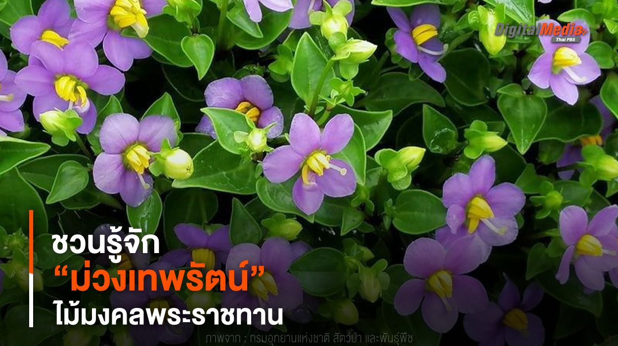 ชวนรู้จัก “ม่วงเทพรัตน์” ไม้มงคลพระราชทาน