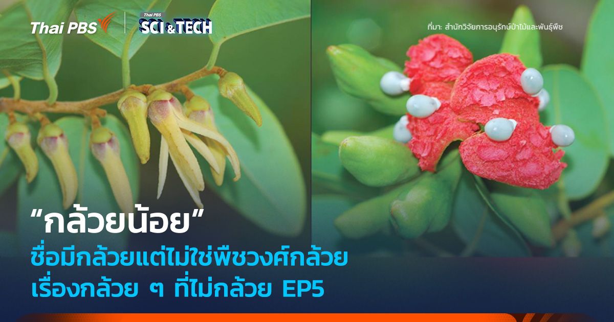 เรื่องกล้วย ๆ ที่ไม่กล้วย EP5 :  “กล้วยน้อย” ชื่อมีกล้วยแต่ไม่ใช่พืชวงศ์กล้วย
