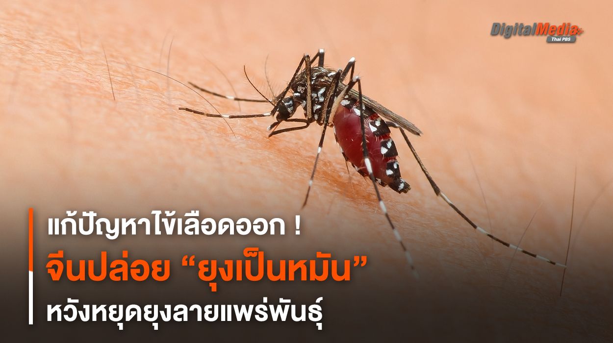 แก้ปัญหาไข้เลือดออก จีนปล่อย “ยุงเป็นหมัน” หวังหยุดยุงลายแพร่พันธุ์