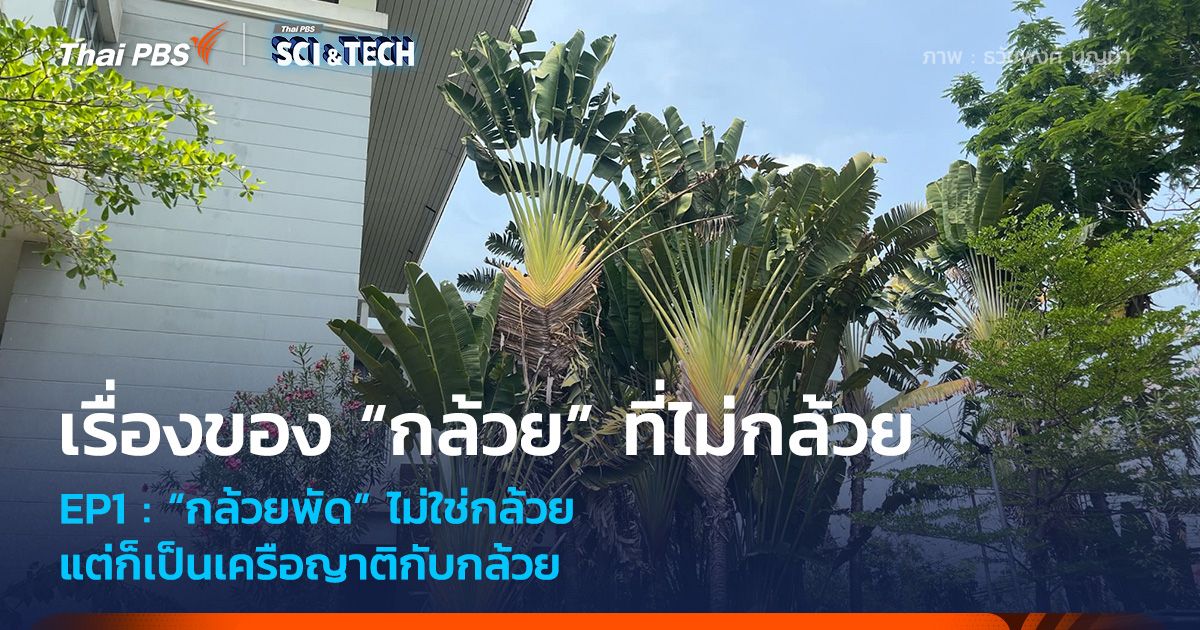 “กล้วยพัด” ไม่ใช่กล้วยแต่ก็เป็นเครือญาติกับกล้วย