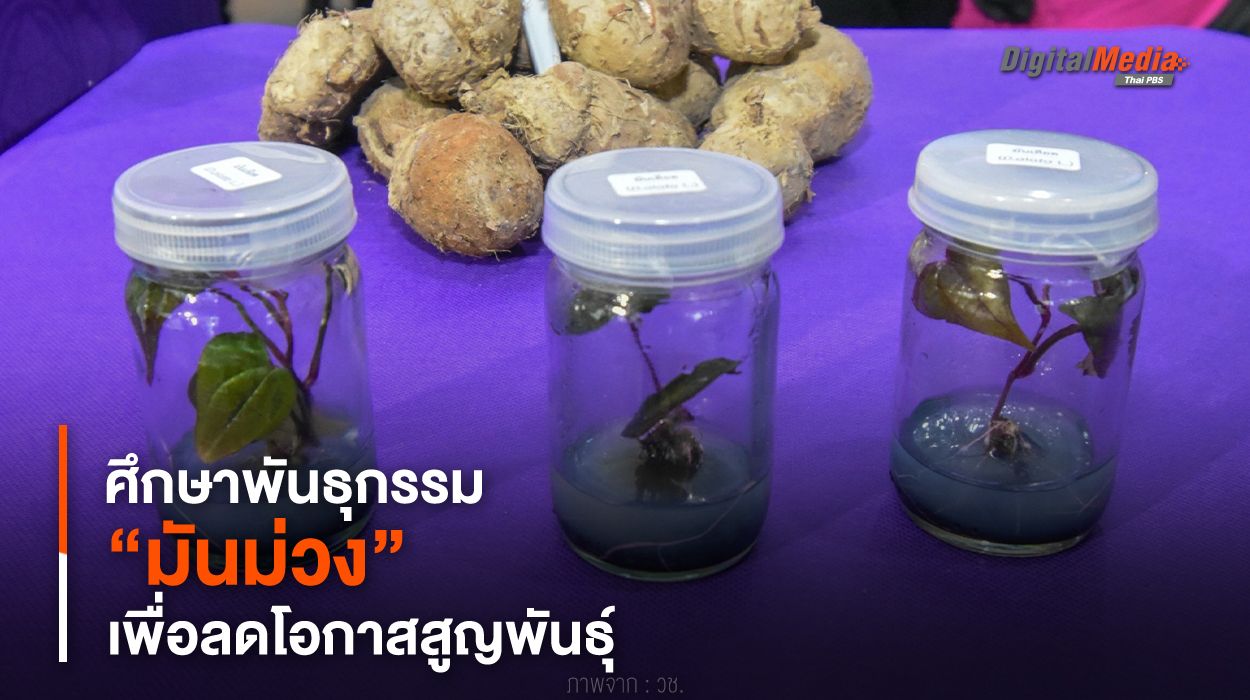 ศึกษาพันธุกรรม “มันม่วง” เพื่อลดโอกาสสูญพันธุ์