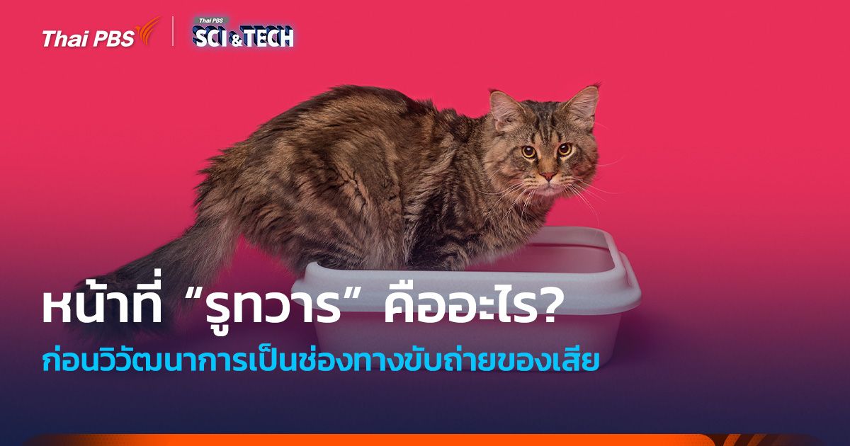 คาดไม่ถึง ! หน้าที่ “รูทวาร” ก่อนวิวัฒนาการเป็นช่องทางขับถ่ายของเสีย