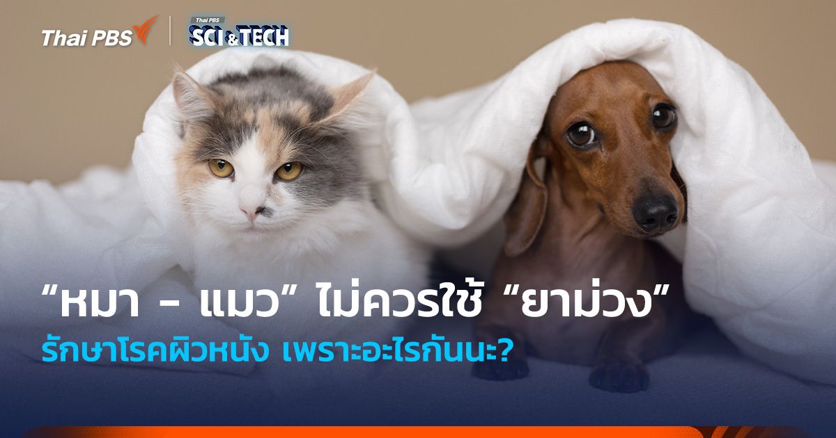 เหตุผลที่ “หมา - แมว” ไม่ควรใช้ “ยาม่วง” รักษาโรคผิวหนัง