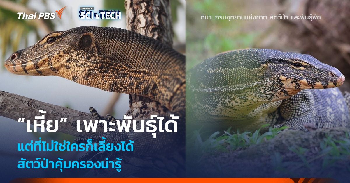 สัตว์น่ารู้ “เหี้ย” สัตว์ป่าคุ้มครองเพาะพันธุ์ได้ แต่ไม่ใช่ใครก็เลี้ยงได้