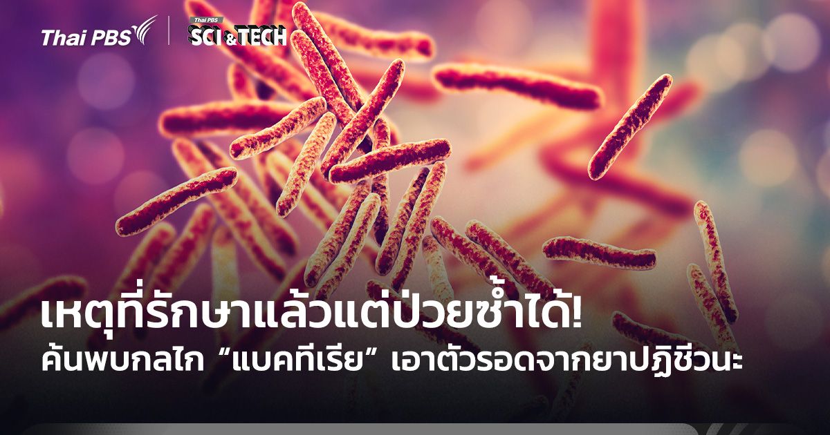 เหตุที่รักษาแล้วแต่ป่วยซ้ำได้! ค้นพบกลไก “แบคทีเรีย” เอาตัวรอดจากยาปฏิชีวนะ
