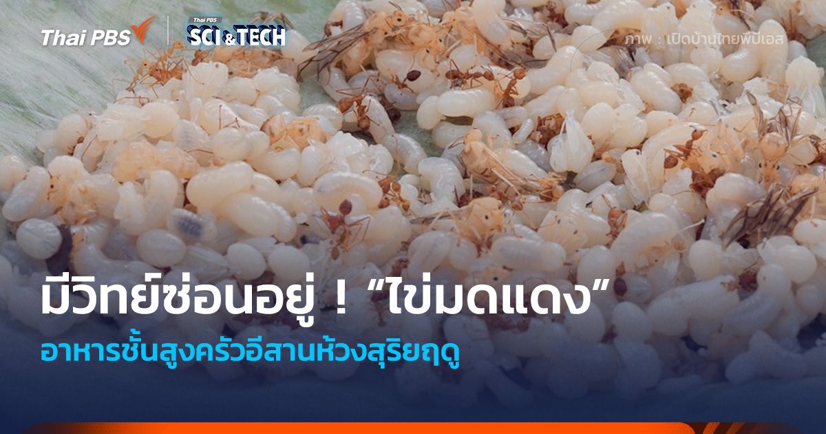 วิทย์ - ภูมิปัญญาซ่อนอยู่ ! “ไข่มดแดง” อาหารชั้นสูงห้วงสุริยฤดู