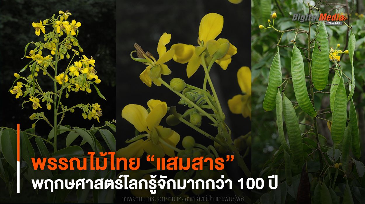พรรณไม้ไทย “แสมสาร” พฤกษศาสตร์โลกรู้จักมากกว่า 100 ปี