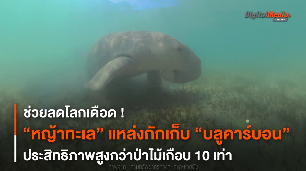 ไม่ใช่แค่อาหารพะยูน “หญ้าทะเล” แหล่งกักเก็บ “บลูคาร์บอน” ลดโลกเดือด