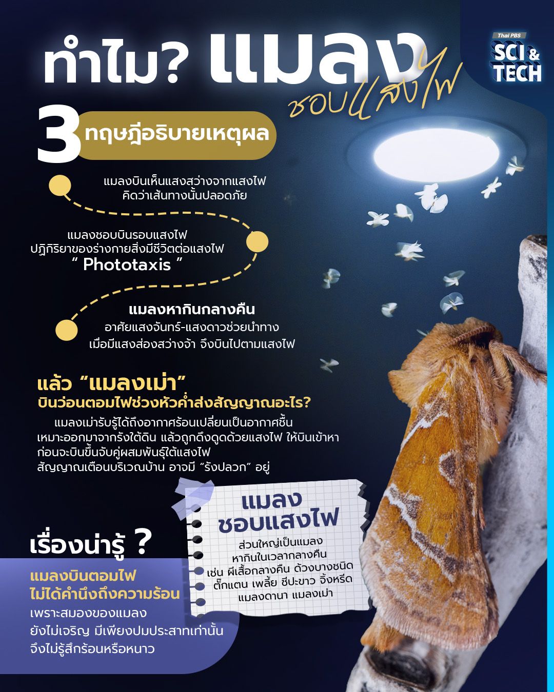 ทำไม? “แมลง” ชอบแสงไฟ