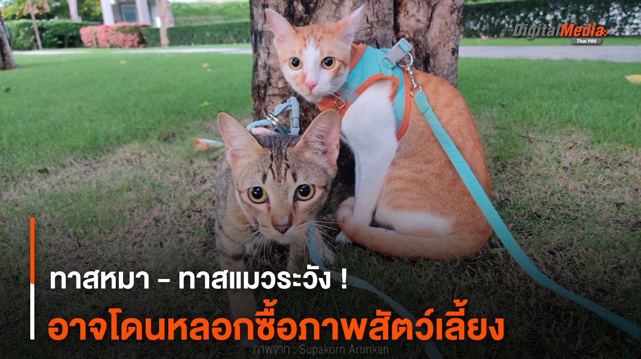 ทาสหมา - ทาสแมวระวัง ! อาจโดนหลอกซื้อภาพสัตว์เลี้ยง