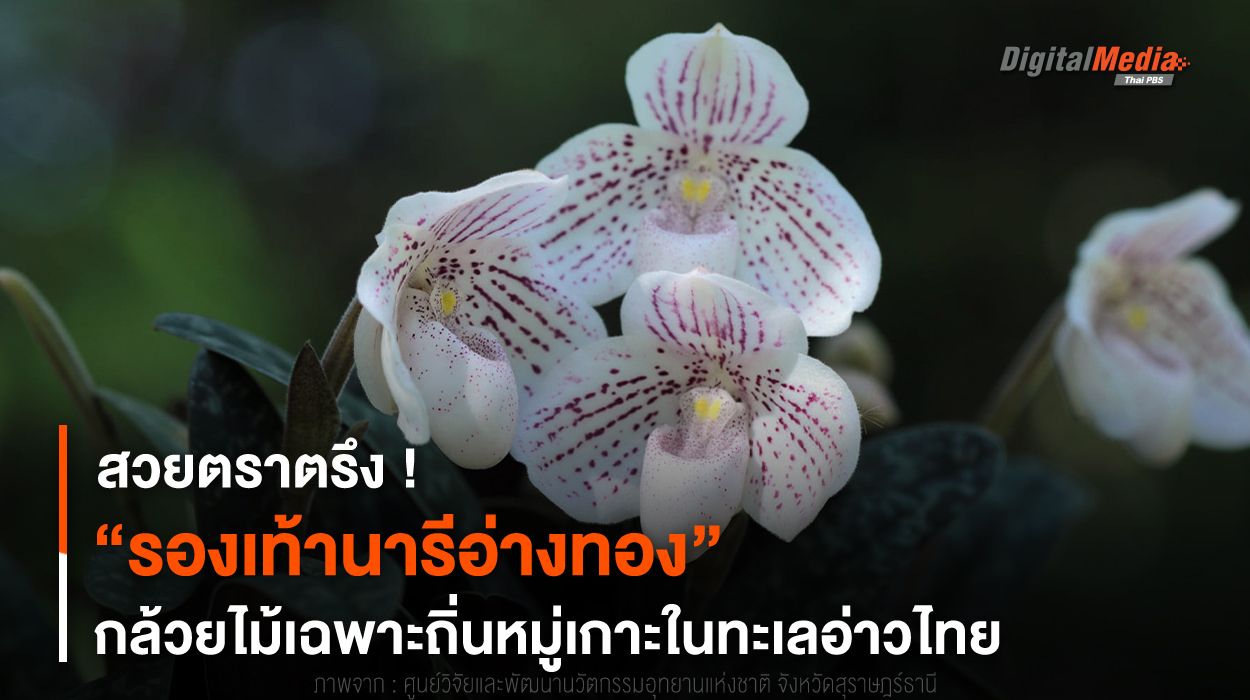 สวยตราตรึง ! “รองเท้านารีอ่างทอง” กล้วยไม้ป่าเฉพาะถิ่น