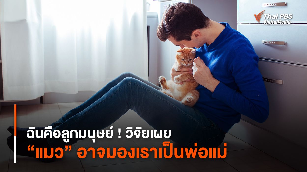 ฉันคือลูกมนุษย์ ! วิจัยเผย “แมว” อาจมองเรา (คนเลี้ยง) เป็นพ่อแม่