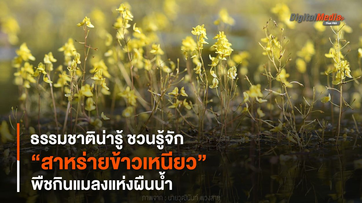ธรรมชาติน่ารู้ ชวนรู้จัก “สาหร่ายข้าวเหนียว” พืชกินแมลงแห่งผืนน้ำ