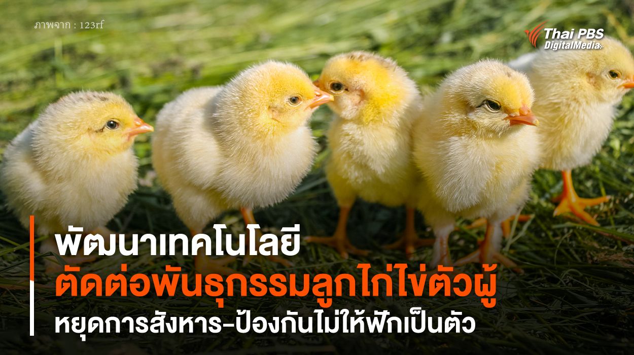พัฒนาเทคโนโลยี “ตัดต่อพันธุกรรมลูกไก่ไข่ตัวผู้” หยุดการสังหาร-ป้องกันไม่ให้ฟักเป็นตัว