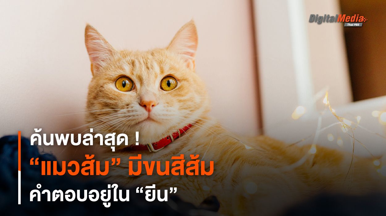 ค้นพบล่าสุด ! “แมวส้ม” มีขนสีส้ม คำตอบอยู่ใน “ยีน”