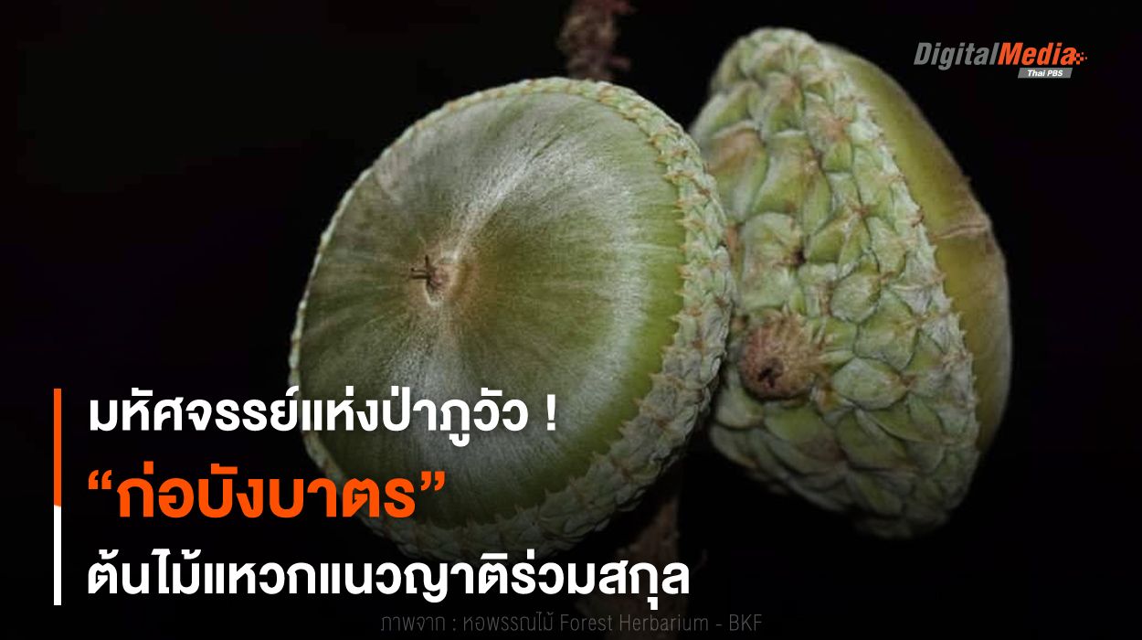 มหัศจรรย์แห่งป่าภูวัว ! “ก่อบังบาตร” ต้นไม้แหวกแนวญาติร่วมสกุล