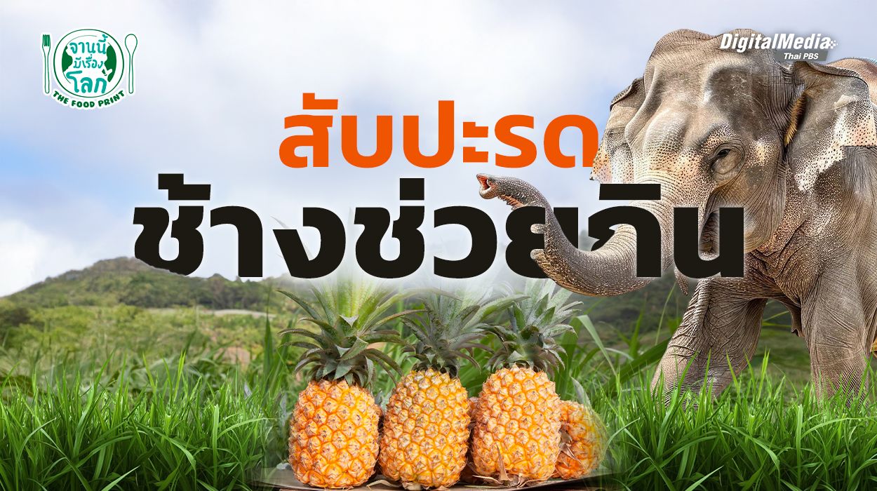 สับปะรดช้างช่วยกิน