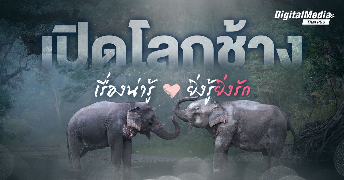 เปิดโลกช้าง เรื่องน่ารู้ ยิ่งรู้ยิ่งรัก