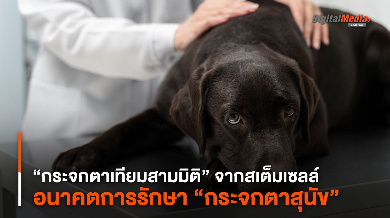 “กระจกตาเทียมสามมิติ” จากสเต็มเซลล์ อนาคตการรักษา “กระจกตาสุนัข”