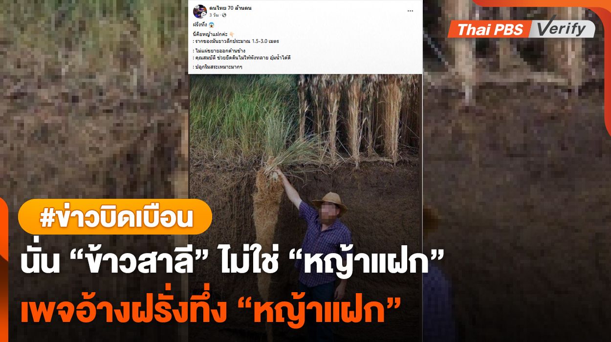 คนละพันธุ์ "ข้าวสาลีเคิร์นซา" ถูกเคลมเป็น "หญ้าแฝก"