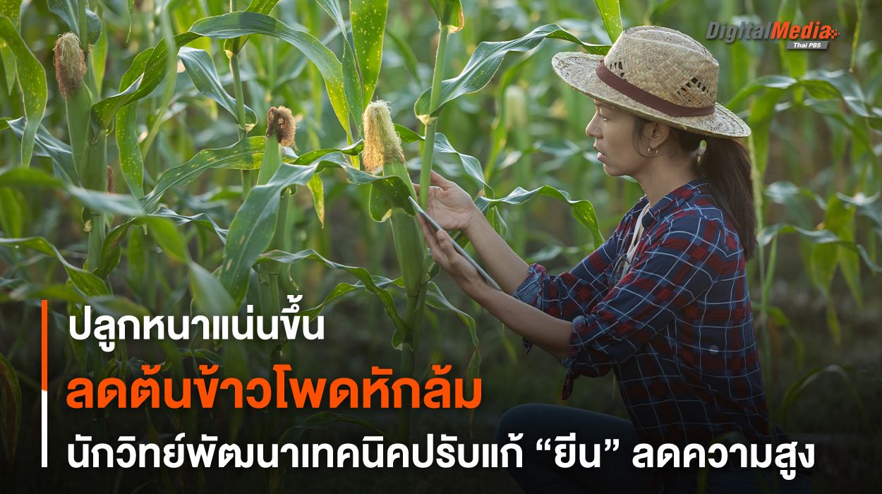 ลดต้นข้าวโพดหักล้ม ! นักวิทย์พัฒนาเทคนิค ปรับแก้ “ยีน” ลดความสูง