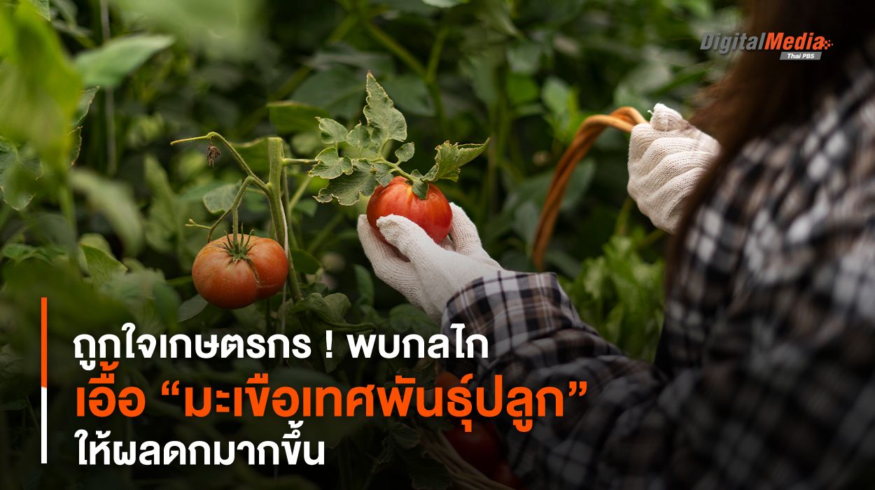 ถูกใจเกษตรกร ! พบกลไกเอื้อ “มะเขือเทศพันธุ์ปลูก” ให้ผลดกมากขึ้น