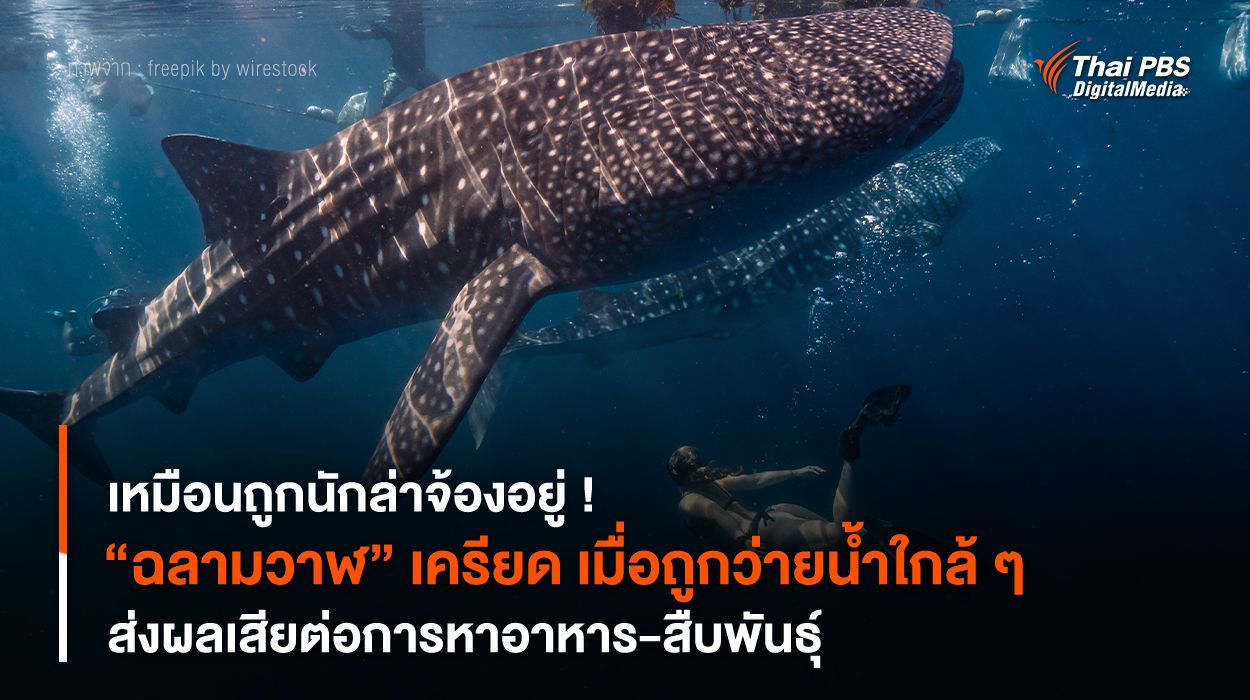 เหมือนถูกนักล่าจ้องอยู่ ! “ฉลามวาฬ” เครียด เมื่อถูกว่ายน้ำใกล้ ๆ