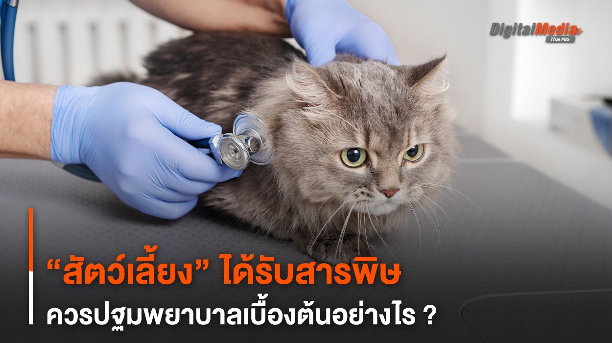 “สัตว์เลี้ยง” ได้รับสารพิษ ควรปฐมพยาบาลเบื้องต้นอย่างไร ?