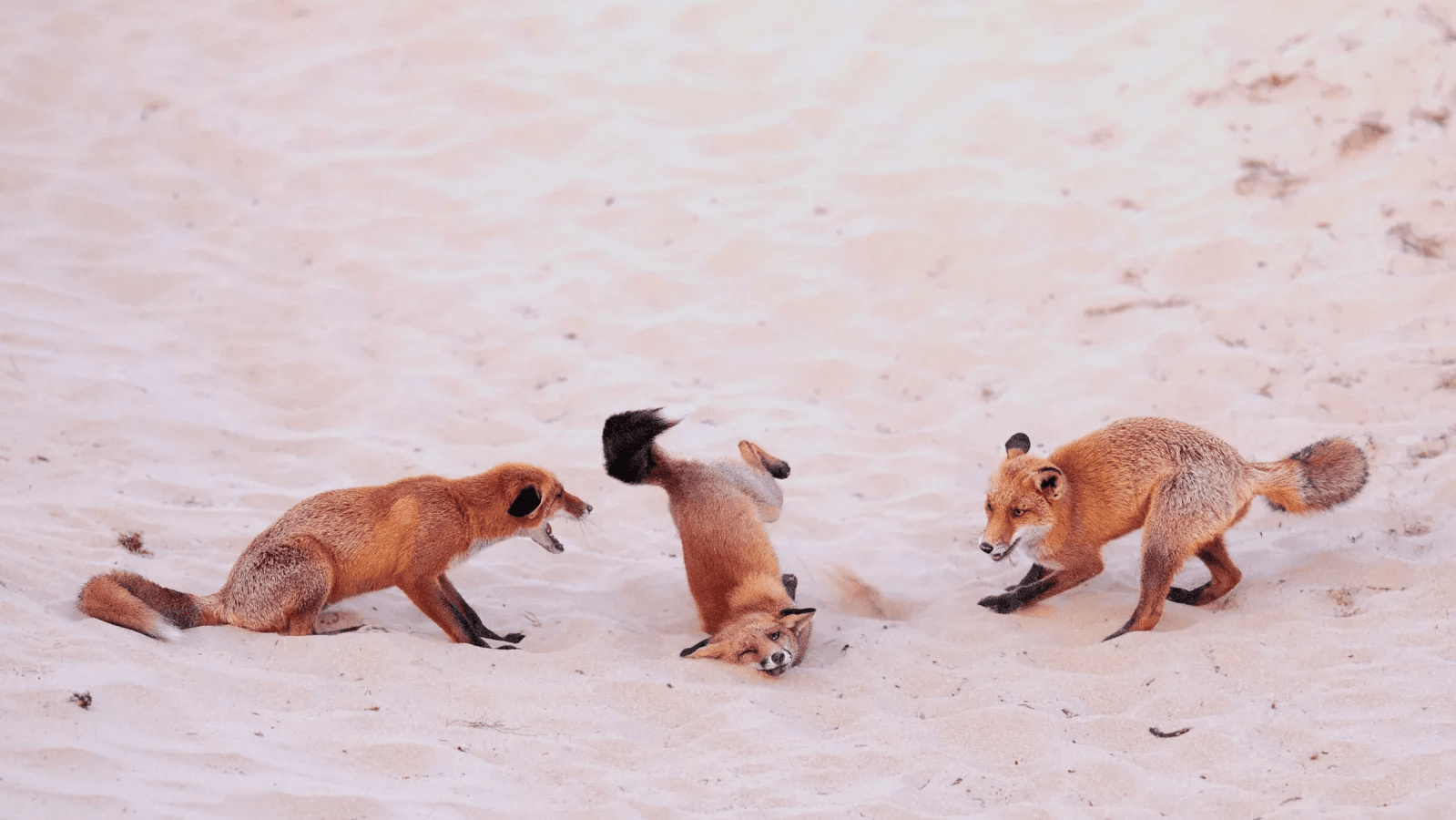 Photo : Paula Rustemeier/Comedy Wildlife