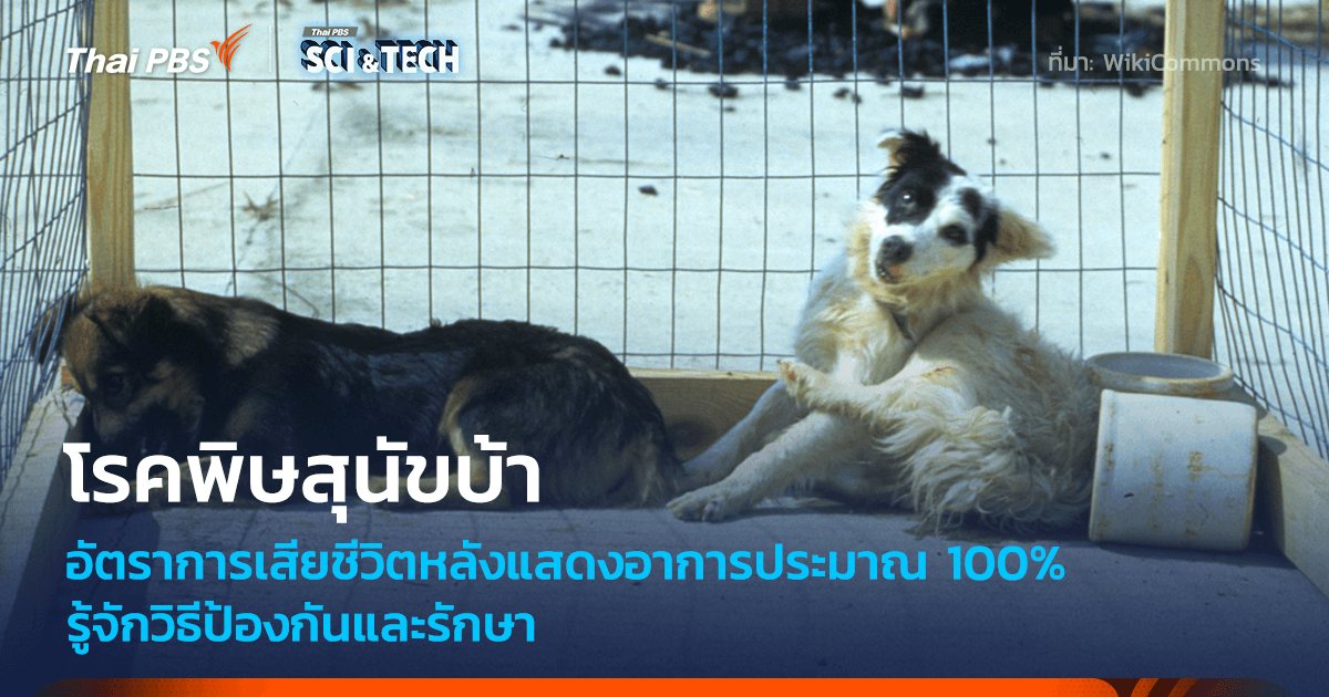 “พิษสุนัขบ้า” โรคหนึ่งเดียวที่อัตราการรอดชีวิตแทบจะเป็นศูนย์