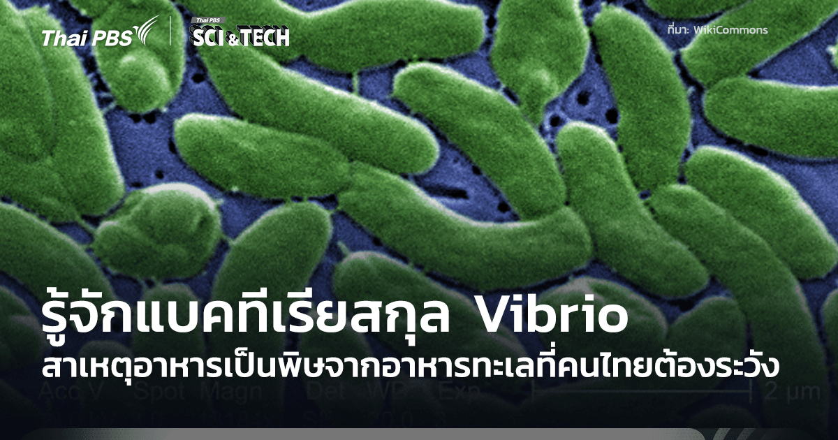 รู้จักแบคทีเรียสกุล Vibrio สาเหตุอาหารเป็นพิษรุนแรงจากอาหารทะเลที่คนไทยต้องระวัง