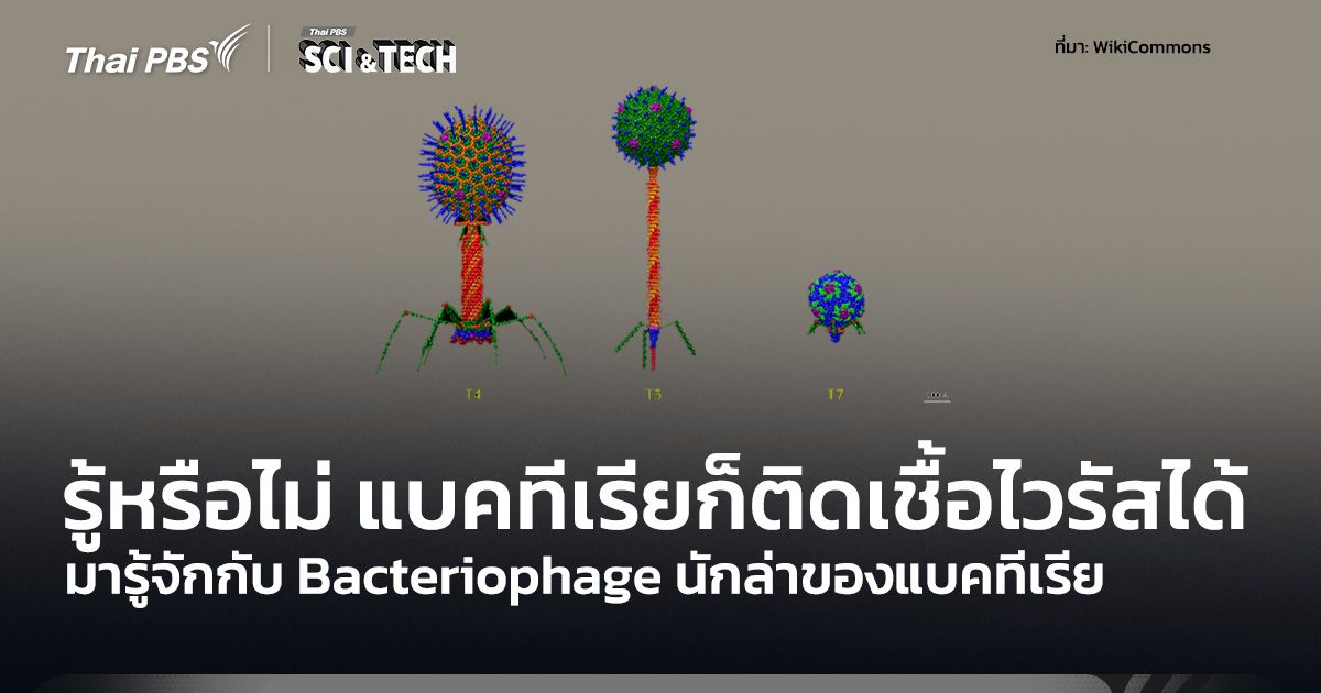 รู้หรือไม่ แบคทีเรียก็สามารถติดเชื้อไวรัสได้ รู้จัก Bacteriophage
