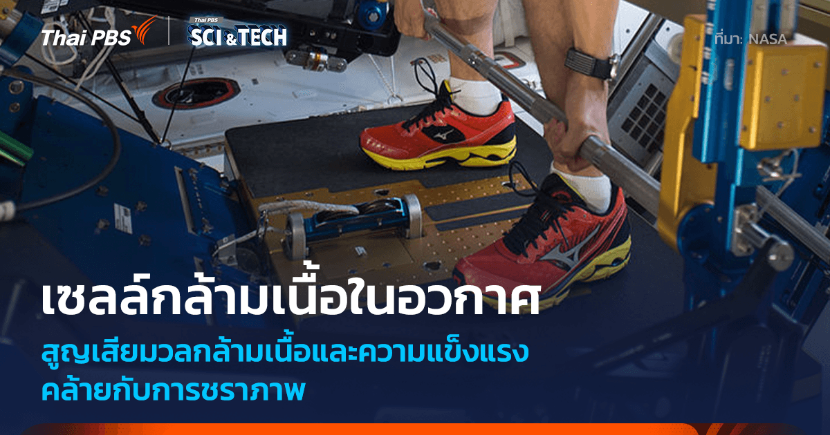นักวิทยาศาสตร์พิสูจน์แล้ว สภาพไร้น้ำหนักเร่งการชราภาพของเซลล์กล้ามเนื้อ