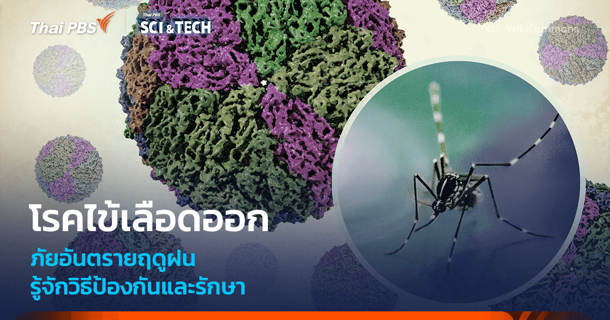 โรคไข้เลือดออก ภัยอันตรายฤดูฝน