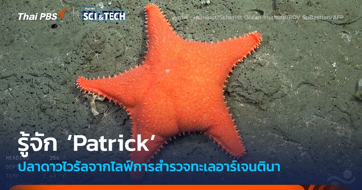 รู้จัก 'ปลาดาว Patrick' และการสำรวจทางทะเลสุดไวรัลของอาร์เจนตินา