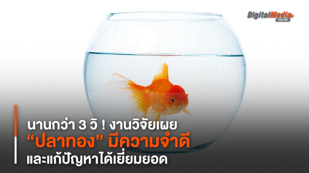 นานกว่า 3 วิ ! “ปลาทอง” มีความจำดีและแก้ปัญหาได้เยี่ยมยอด