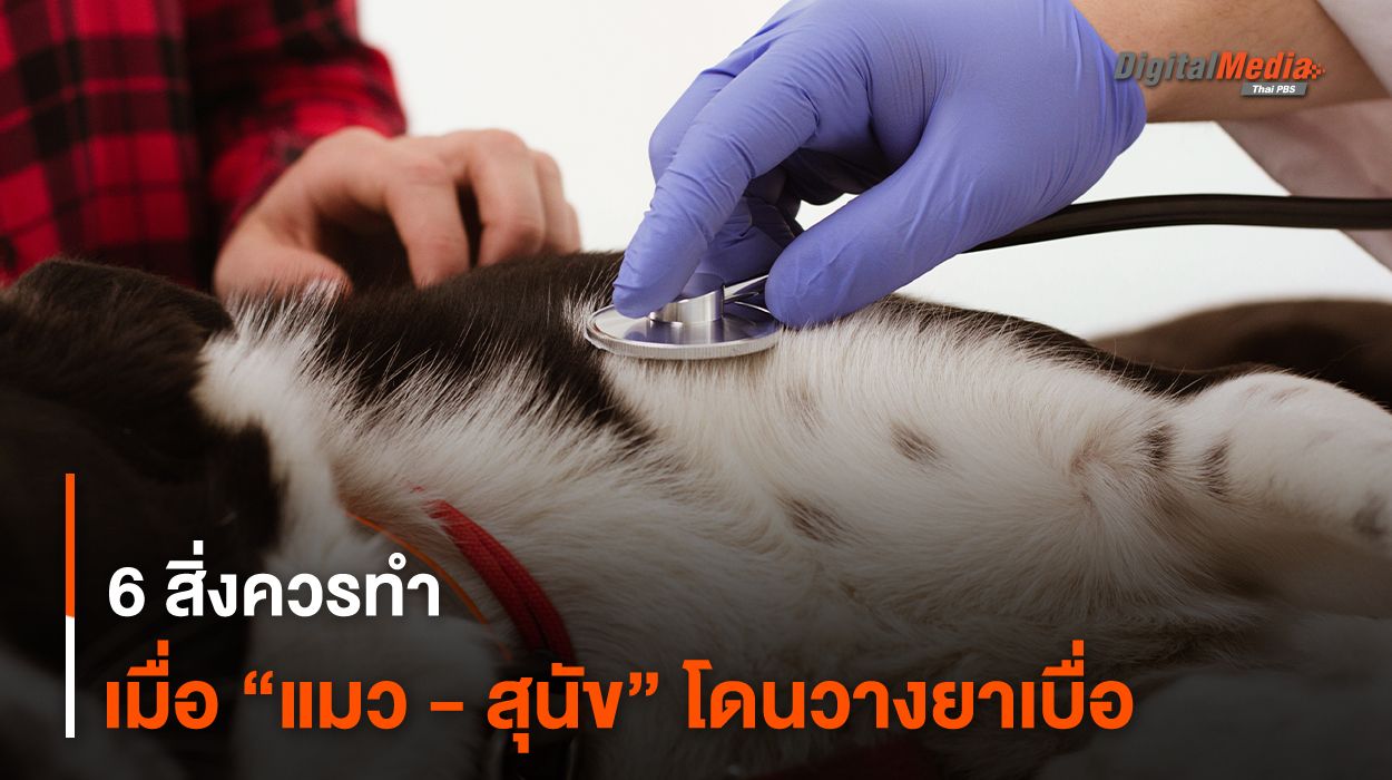 6 สิ่งควรทำ เมื่อ “แมว - สุนัข” โดนวางยาเบื่อ