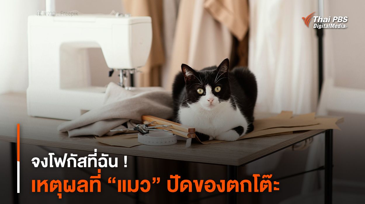จงโฟกัสที่ฉัน ! เหตุผลที่ “แมว” ปัดของตกโต๊ะ