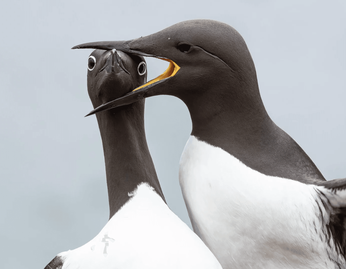 Photo : Warren Price/Comedy Wildlife