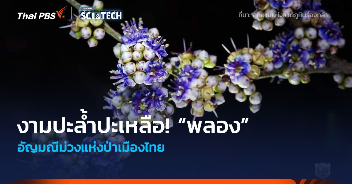 งามปะล้ำปะเหลือ! “พลอง” อัญมณีม่วงแห่งป่าเมืองไทย