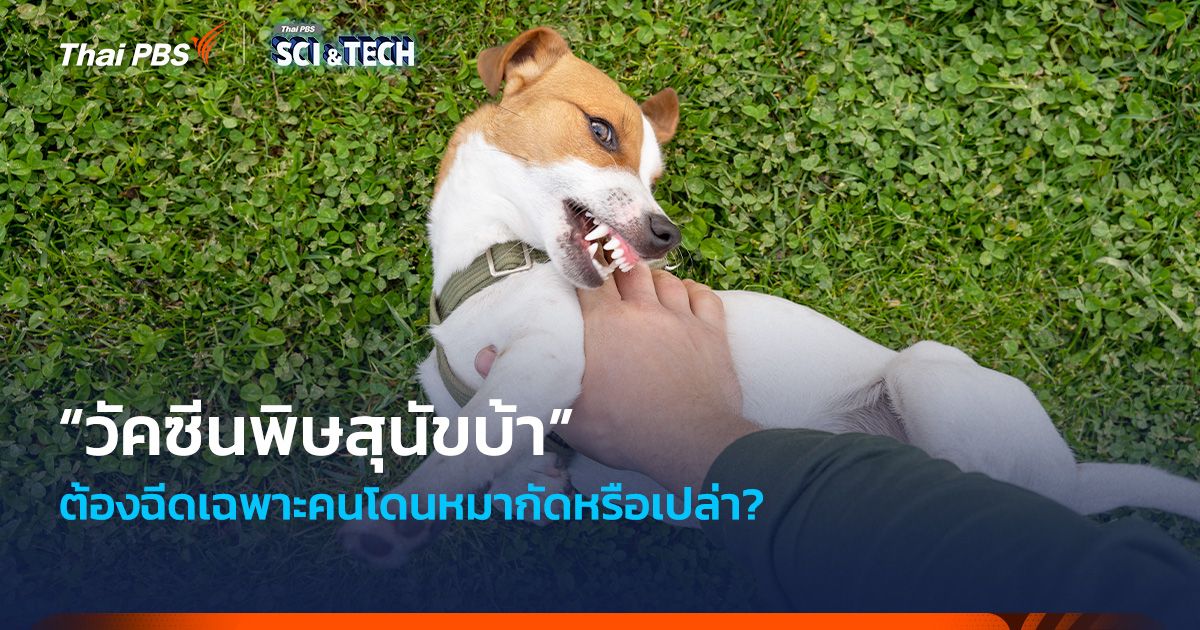 “วัคซีนพิษสุนัขบ้า” ต้องฉีดเฉพาะคนโดนหมากัดหรือเปล่า?