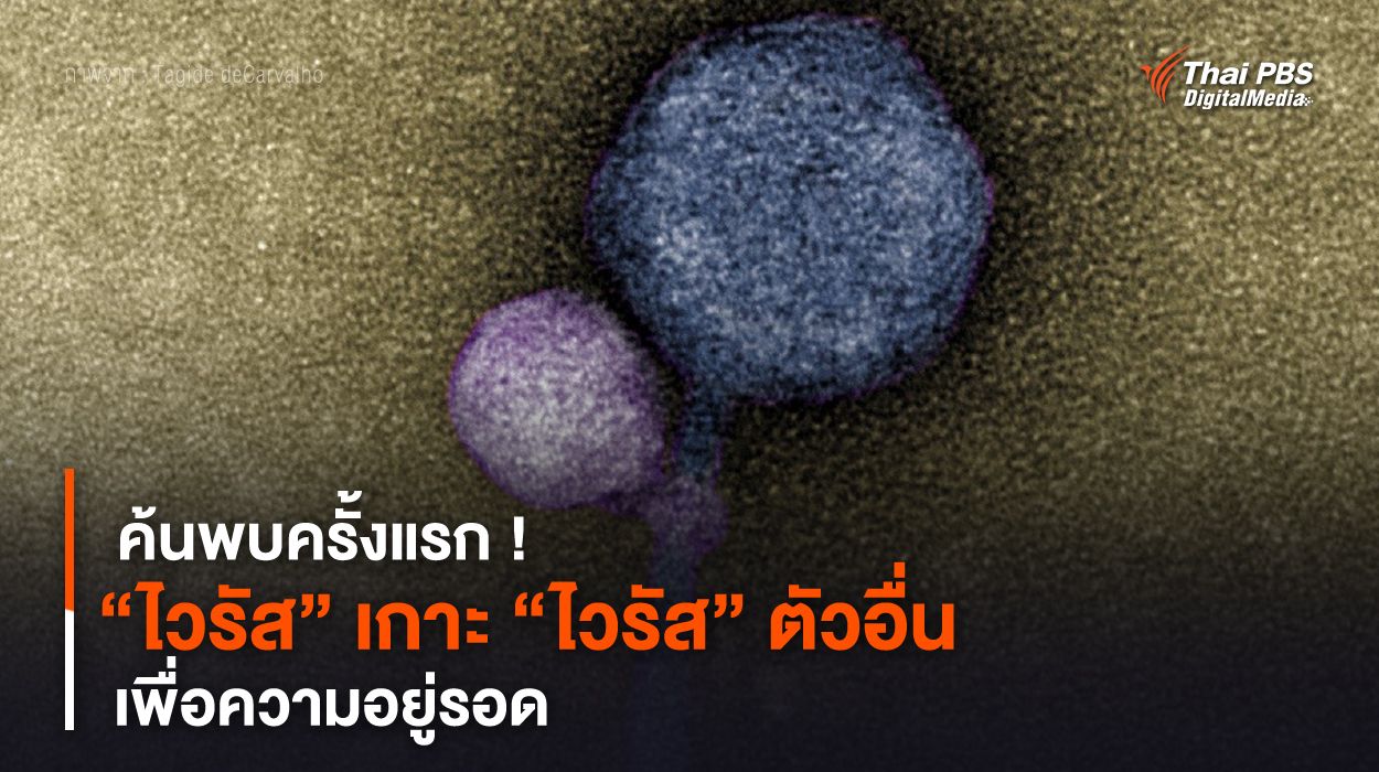 ค้นพบครั้งแรก ! “ไวรัส” เกาะ “ไวรัส” ตัวอื่น เพื่อความอยู่รอด
