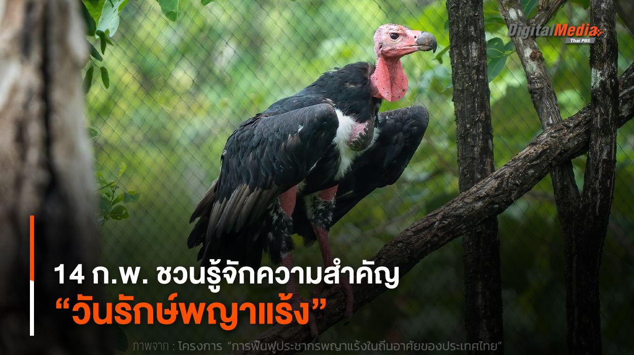 14 ก.พ. ชวนรู้จักความสำคัญ “วันรักษ์พญาแร้ง”