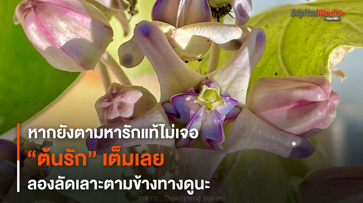 หากยังตามหารักแท้ไม่เจอ “ต้นรัก” เต็มเลย ลองลัดเลาะตามข้างทางดูนะ