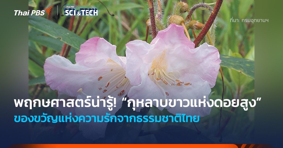 “กุหลาบขาวแห่งดอยสูง” ของขวัญแห่งความรักจากธรรมชาติไทย