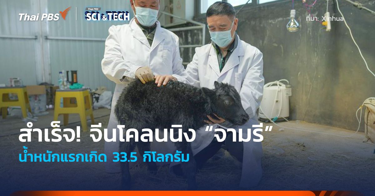 สำเร็จ! นักวิทย์จีนโคลนนิง “จามรี” น้ำหนักแรกเกิด 33.5 กิโลกรัม